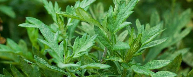 艾草产地分布
