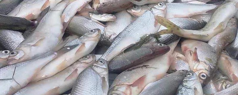 白条鱼怎么钓什么饵？这些方法非常实用