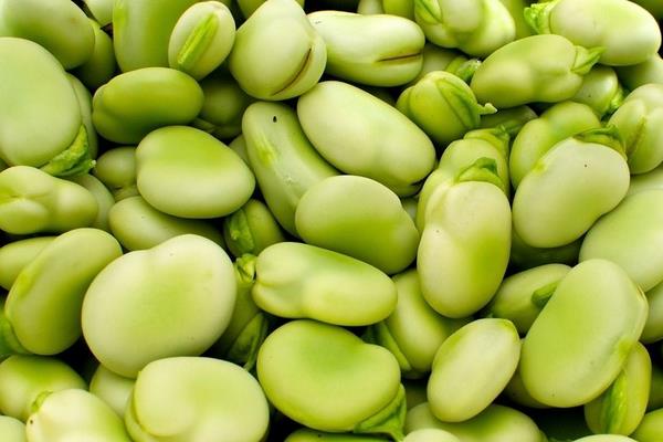 蚕豆种子价格及种植方法