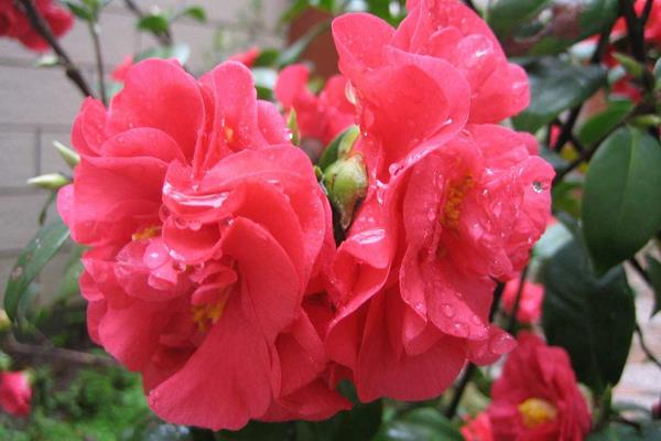 什么是迪克茶花？茶花迪斯和迪克是同一品种