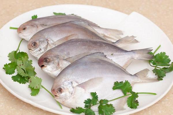 什么鱼是鲳鱼？什么样的鲳鱼好吃