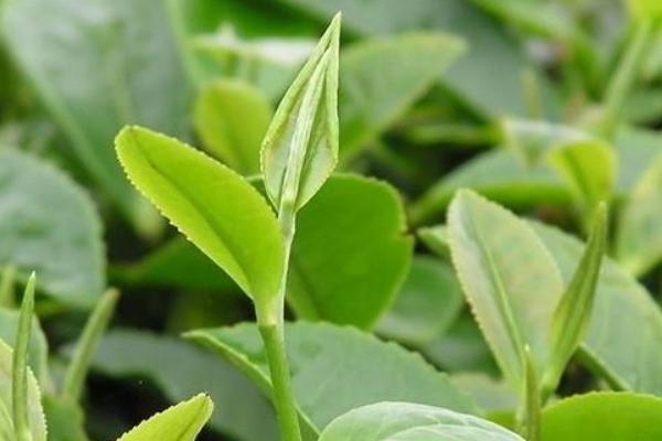 茶树炭疽防治技术