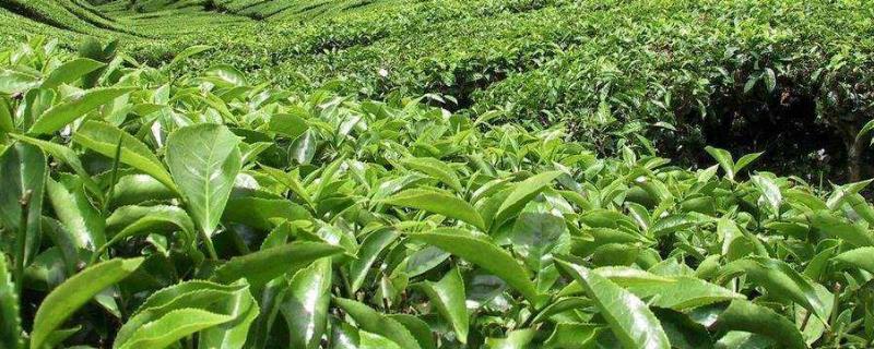 盘点浙江十大名茶特产