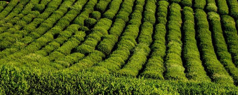 冬季茶园管理要做好防寒防冻措施