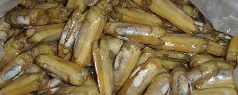 竹笋和蛏子有什么区别？怎样选择蛏子