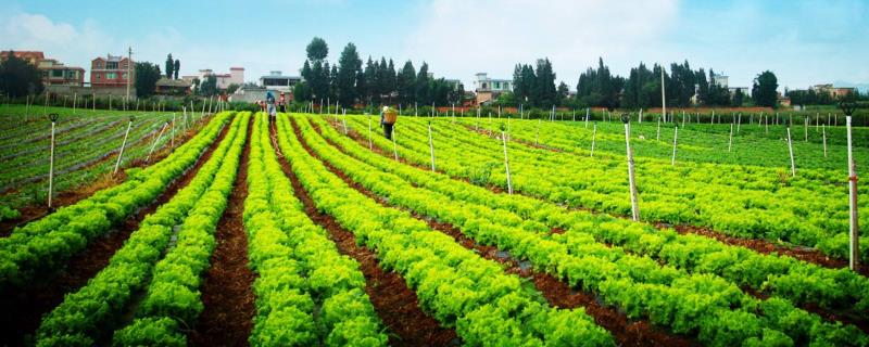 洋葱是怎么种的？它的种植技术和管理方法是什么