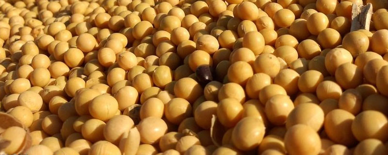 有哪些大豆品种适合湖北种植