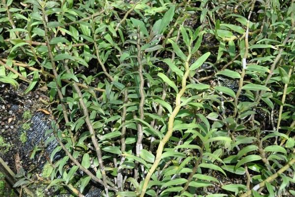 种植石斛需要考虑什么