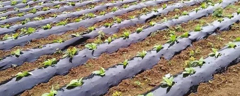 种植玉米时要覆盖一层地膜，这样做的目的是什么