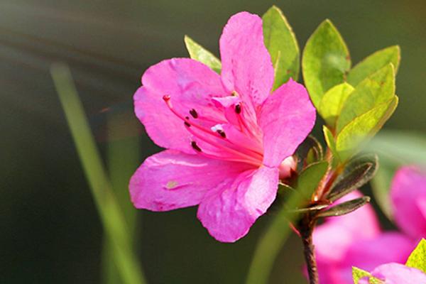 花语和杜鹃花传说