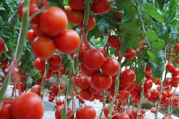 一斤黑番茄多少钱？黑番茄的功效和种植前景