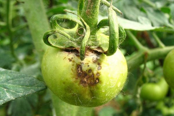 番茄卷叶的原因及防治方法