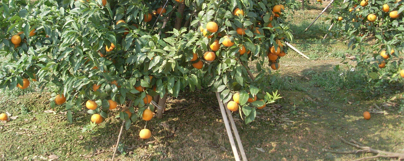 蔬菜油渣做肥料还需要发酵吗