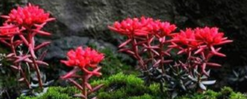 种植红景天的方法