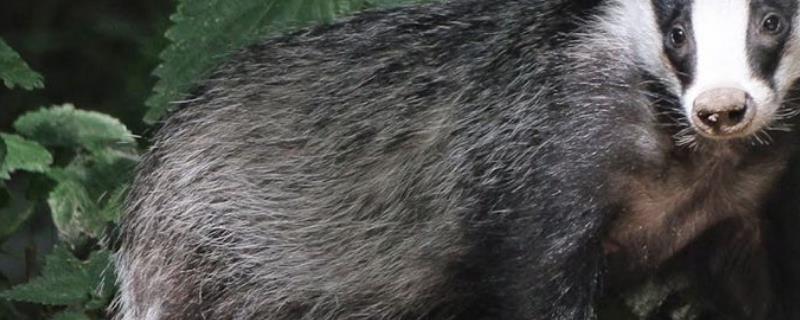 猪獾和猪獾有什么区别