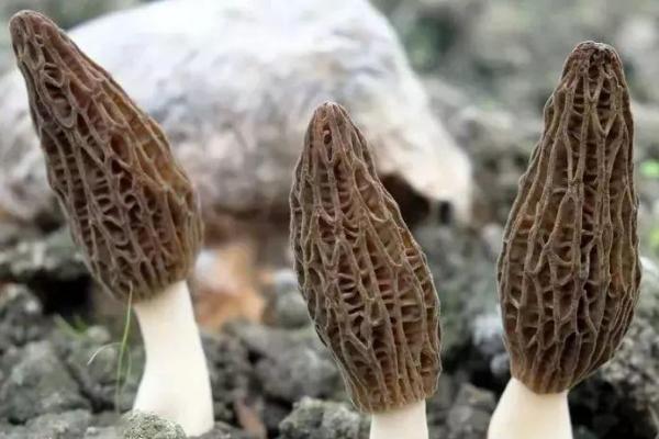 什么蘑菇是金钱菇?菇有什么区别