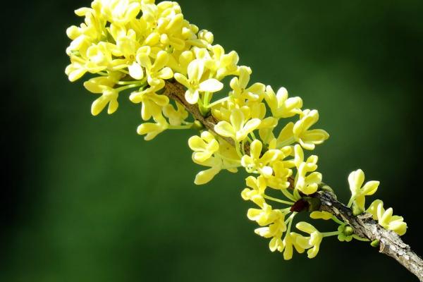 为什么桂花树不开花