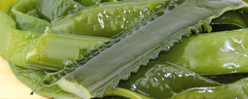 海白菜有什么作用？海白菜和裙带菜的区别