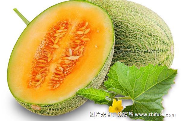 检查哈密瓜早熟品种