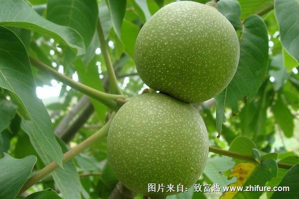 怎样去皮青皮核桃?这五种方法很好