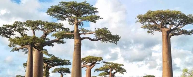 猴面包树能在中国种植吗？长大需要几年