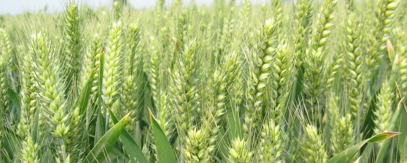 金针菇基腐病防治措施