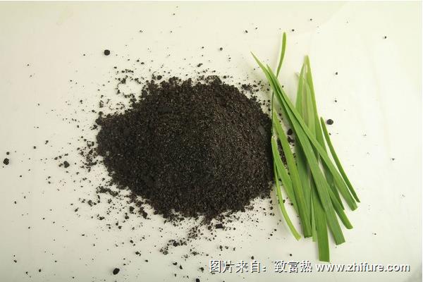 韭菜病症状及防治方法