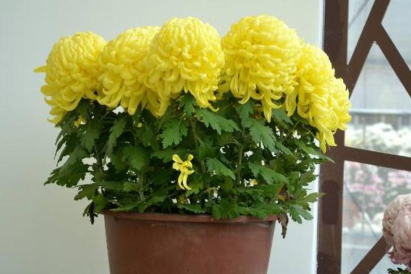 菊花常见病及治疗方法