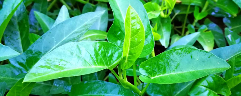 空心菜几月上市？什么品种的空心菜