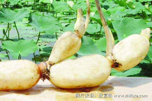 莲藕病虫害防治技术