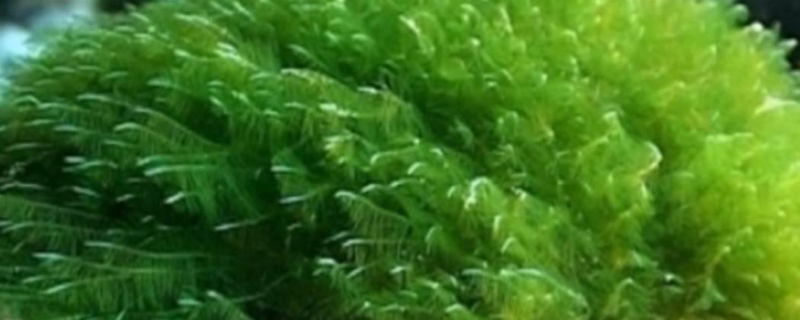一瓶螺旋藻多少钱