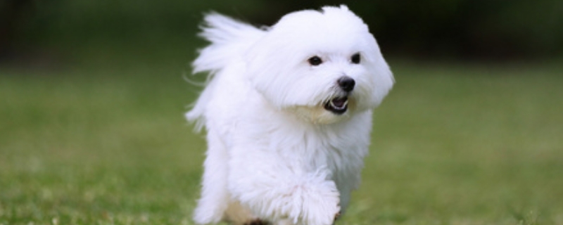 一只马尔济斯犬多少钱？饲养要点是什么