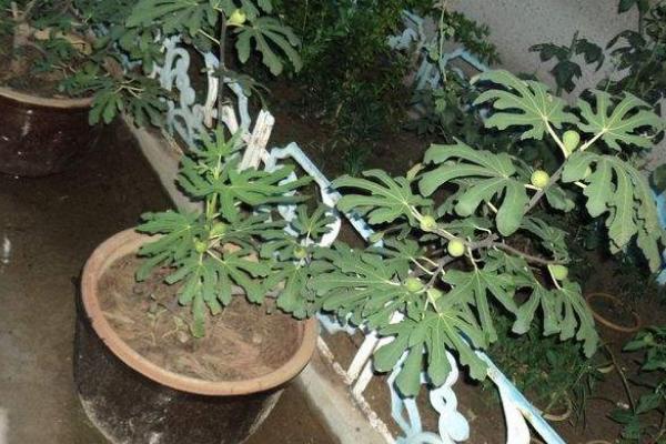 几个月无花果成熟？如何选择