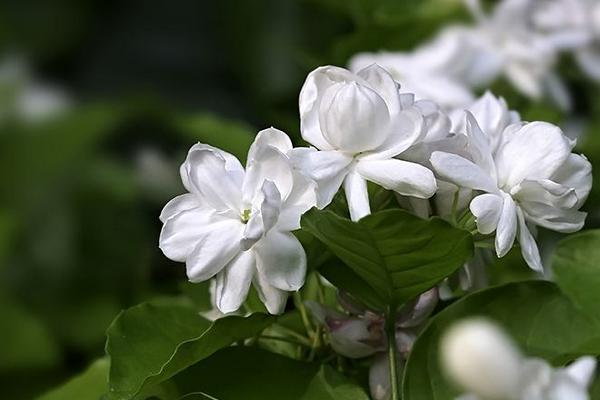 一年开几次茉莉花