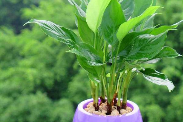 白掌与万年青的区别