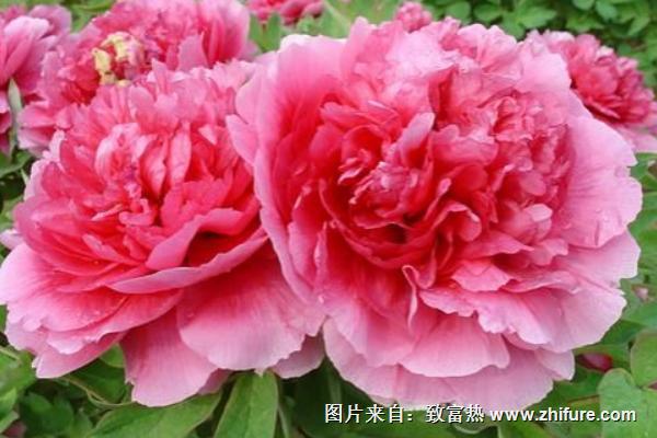 牡丹的特点是什么