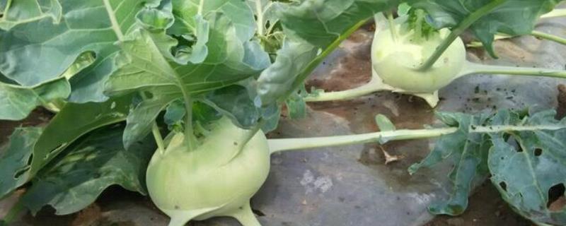 如何种植大头菜