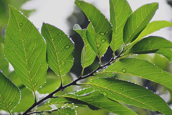 红富士苹果在中国哪里出名
