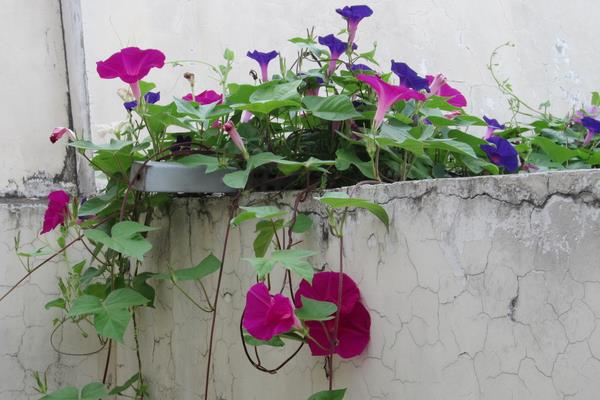 育种方法：牵牛花