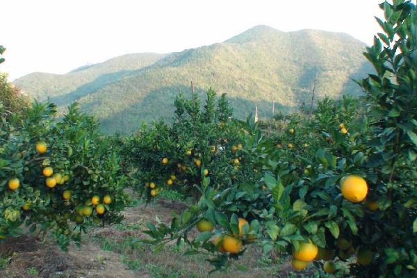 岩龙村：脐橙飘香富果农