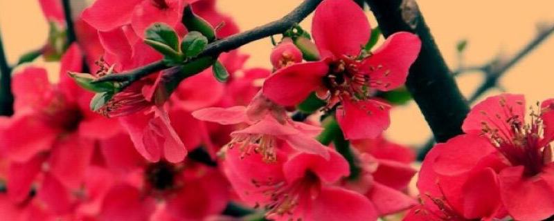 竹节秋海棠栽培方法