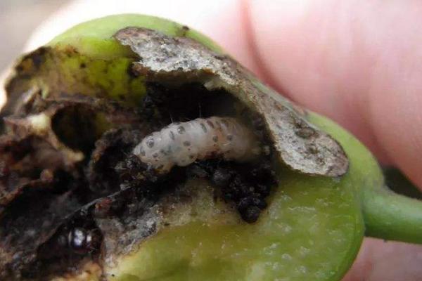 防治食心虫的方法
