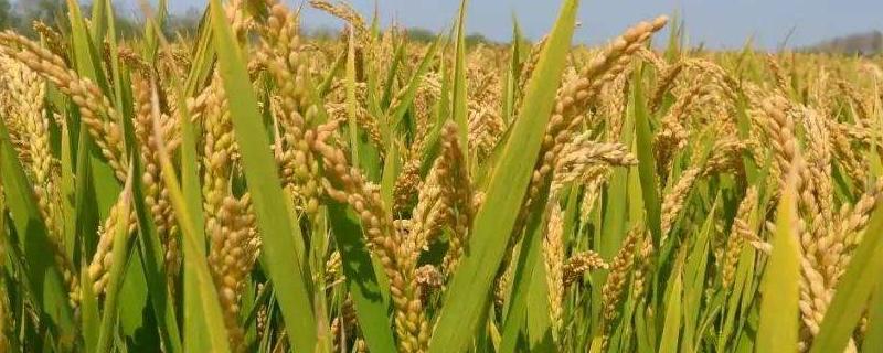熊蜂有攻击性吗？熊蜂和蜜蜂有什么区别