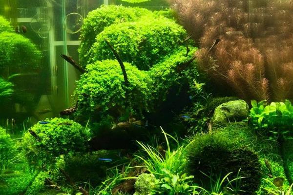 什么水草会开花
