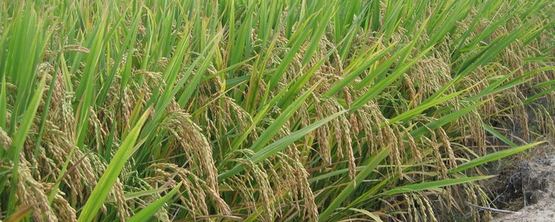 如何防治稻绿虫
