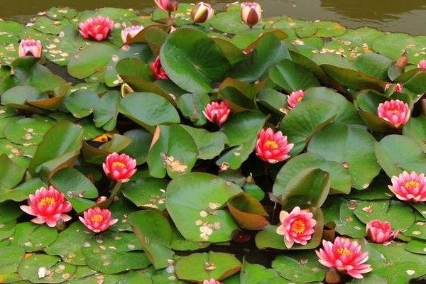 种植睡莲的方法