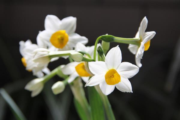 水仙花有毒吗