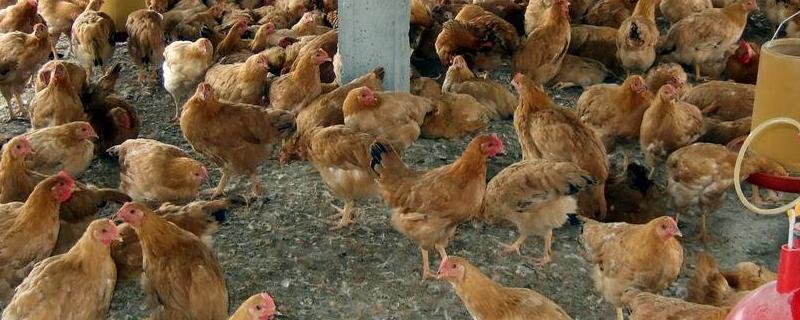 饲料鸡对人体有害吗？如何区分家养笨鸡和饲料鸡