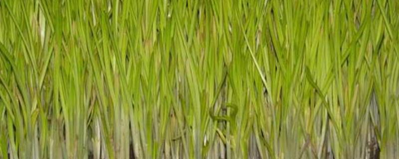 山东蒜黄基地在哪里？蒜黄栽培要点