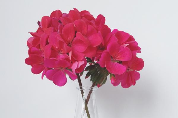 什么是天葵花语